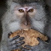 monkey_macaque_balinese_mf_ubud_v_0495_bal0497.jpg
